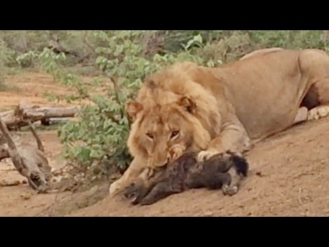 MALE LION ATTACKS KILLS BABY HYENA