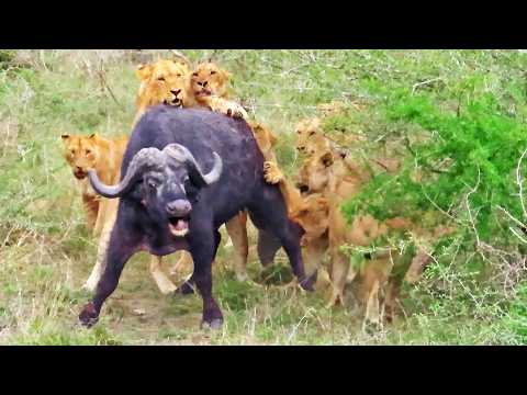 17 Lions Corner Buffalo and Kill it