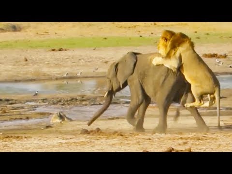 Lone Lion Takes on Young Elephant