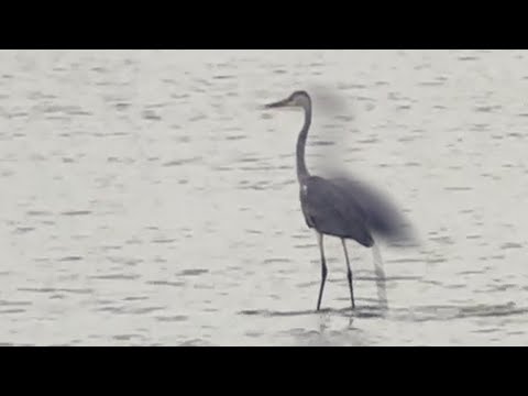 Heron Surfing Kruger Style
