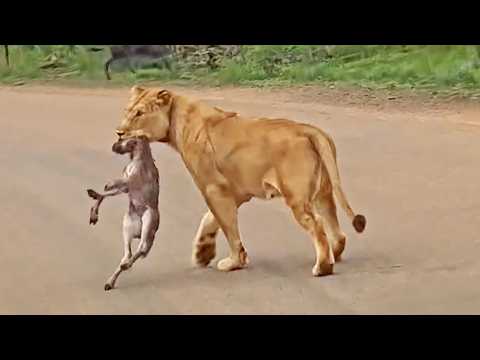 Baby Wildebeest Loses its Herd While Running From Lions