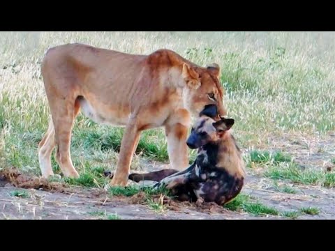 Wild Dog Plays Dead To Escape Lion