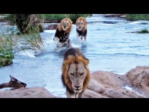 3 Huge Male Lions Cross River 1 slips Latest Wildlife