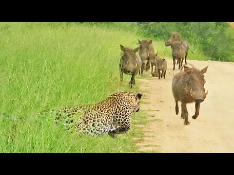 WARTHOGS WALK RIGHT INTO LEOPARD
