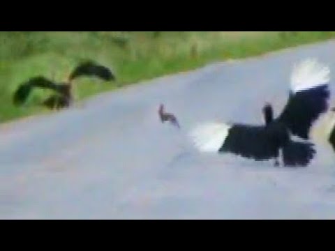 Ground Hornbills Chase a Rabbit Then Eagle Catches It
