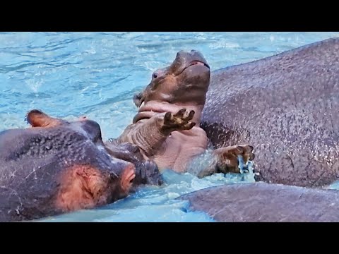 Baby Hippo Fights for Survival While Being Attacked