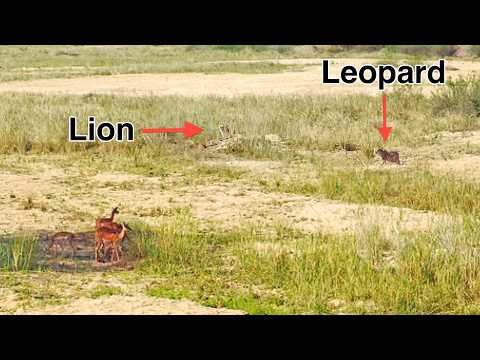 Lions and Leopard Hunt Same Impala Without Knowing it