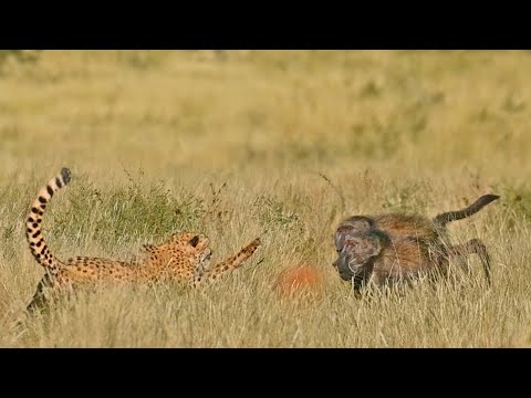 Lost Cheetah Calling Brother Attracts Aggressive Baboons