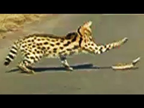 Serval Attacking A Puff Adder Snake