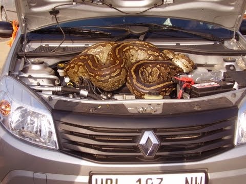 Huge Python in Car s Engine