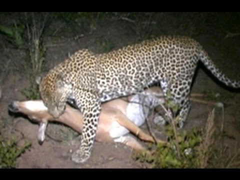 Hyenas Dominate a Leopard With a Kill Latest Wildlife