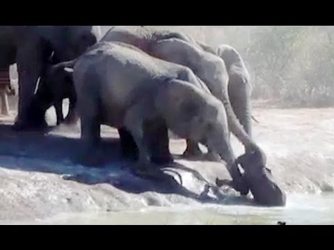 Herd Of Elephants Rescues A Calf So Beautiful Latest