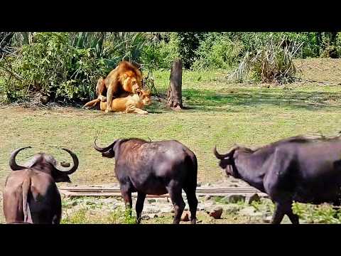Lions Put on a Hot Show for Buffaloes