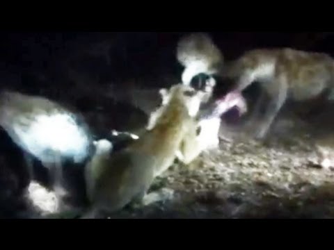 Lioness vs A Pack Of Hyenas May 2012 Latest Sightings