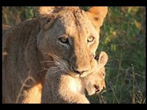Lioness Carrying Her Cub 30 June 2013 Latest Sightings