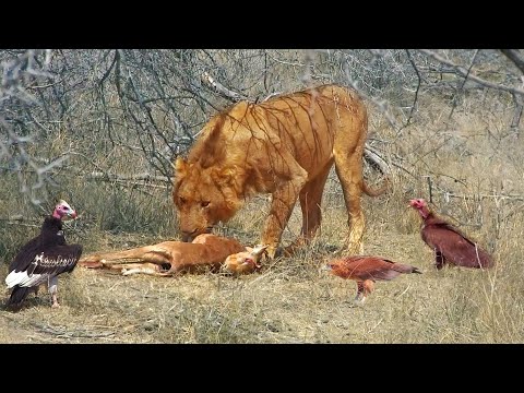 Old Lion Steals from Young Lion that Stole from Vultures