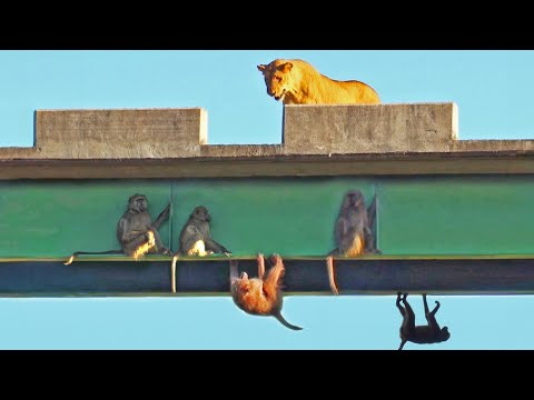 Baboons Hang on to Bridge for Dear Life to Avoid Lions