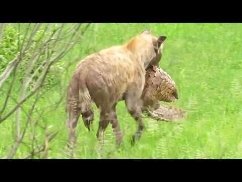 Hyena Rips Scales Off Pangolin