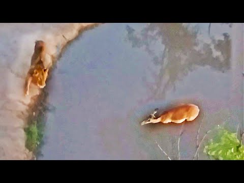 LION RUINS AN IMPALA S RELAXING SWIM