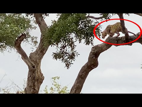 Leopard Strikes Buck From Tree