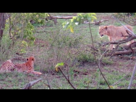 1 Lioness Steals Impala from 5 Cheetahs