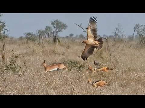 Eagle 2 Jackals Hunt the Same Buck