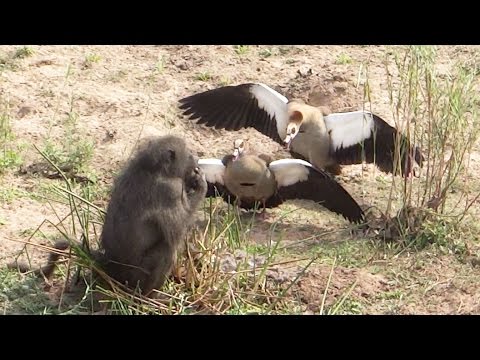 Geese Brutally Attack Hungry Baboon