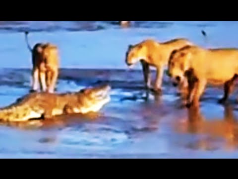 Epic Fight Lions Attack a Crocodile 2 sets of fighting