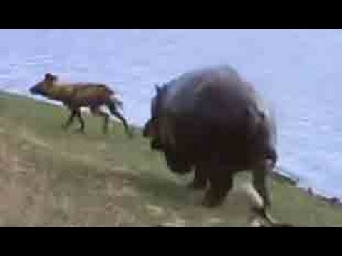 Wild Dogs vs Hippos vs Impala Latest Sightings