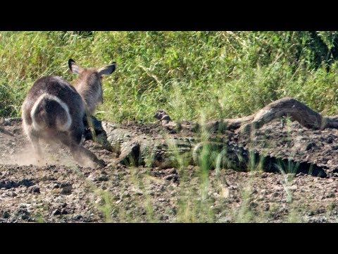 Crocodile Gives Waterbuck a Second Chance
