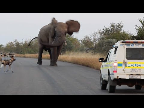 Elephant Shows Wild Dogs the Police Who s Boss