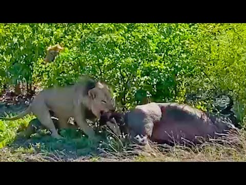 Lion Gives Pregnant Buffalo a C Section