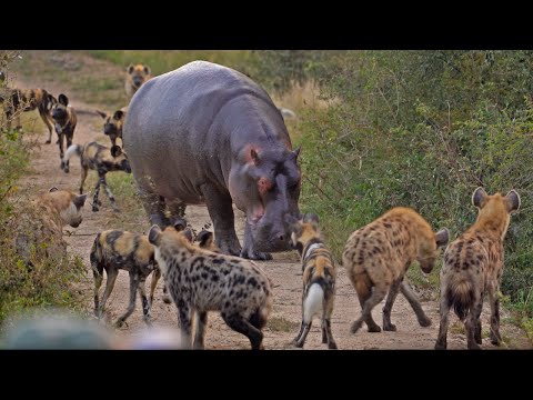 Battle between Wild Dogs Hyenas Hippos 2 Impalas