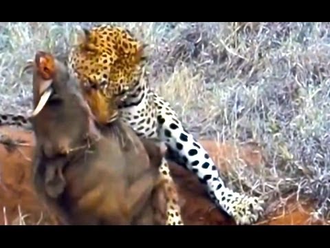 Leopard Kills Warthog in Burrow Latest Wildlife Sightings