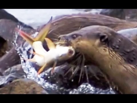 Cape Clawless Otters Fishing in the Sabie River Latest
