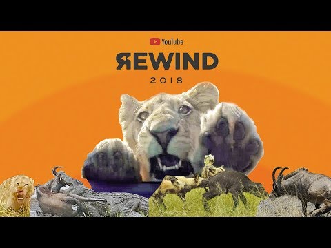 YouTube Rewind 2018 Wildlife Style