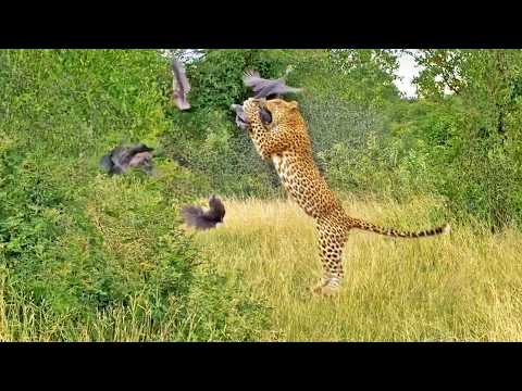 Leopard Gives Guineafowls a Flying Lesson But One Fails