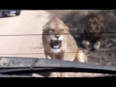 Lioness Hissing At Her Reflection 12 June 2013 Latest