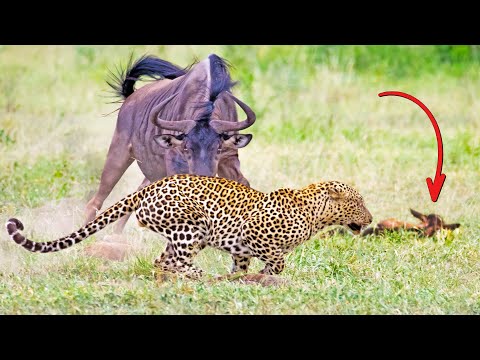 Wildebeest Tries Saving her Injured Calf From Leopard