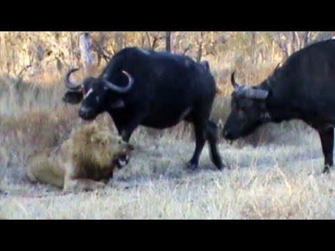 Buffaloes Stop 3 Male Lions From Killing Another Lion