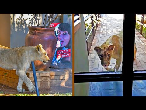 Lion Tries Entering Restaurant Full of Tourists