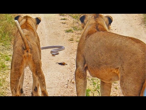 Lizard Manages to Fend Off Lions and Cobra