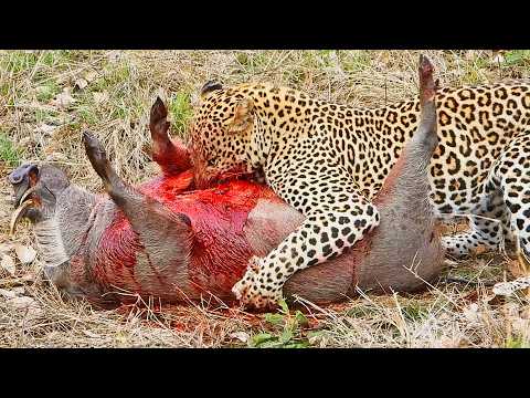 Leopard Rips Into Warthog s Heart Before Lion Arrives