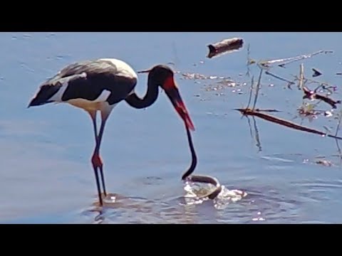 Saddle Billed Stork Fishing for a Snake