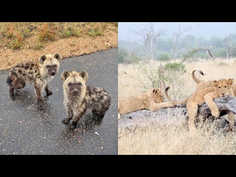 It s Baby Season on Safari