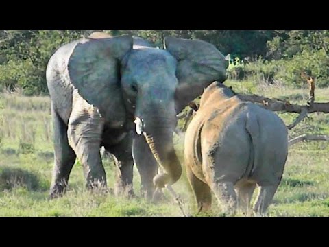 Elephant Shows Rhino Who s Boss