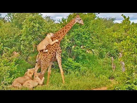 EPIC Giraffe Gives Lions a Ride