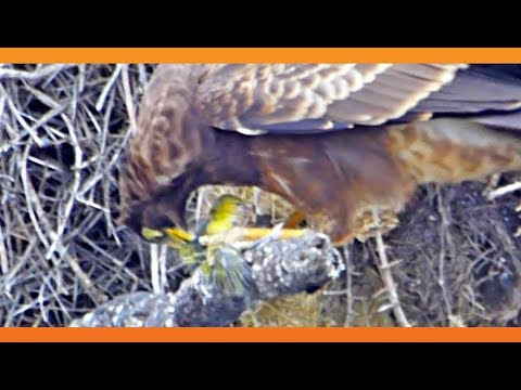 Hawk Tears Head off Baby Bird