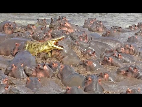 30 Hippos Attack One Crocodile