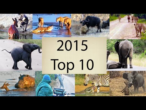 2015 s Top 10 Wildlife Videos Compilation